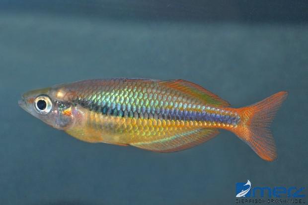 Juwelen-Regenbogenfisch